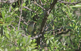 Image of Olive-tree Warbler