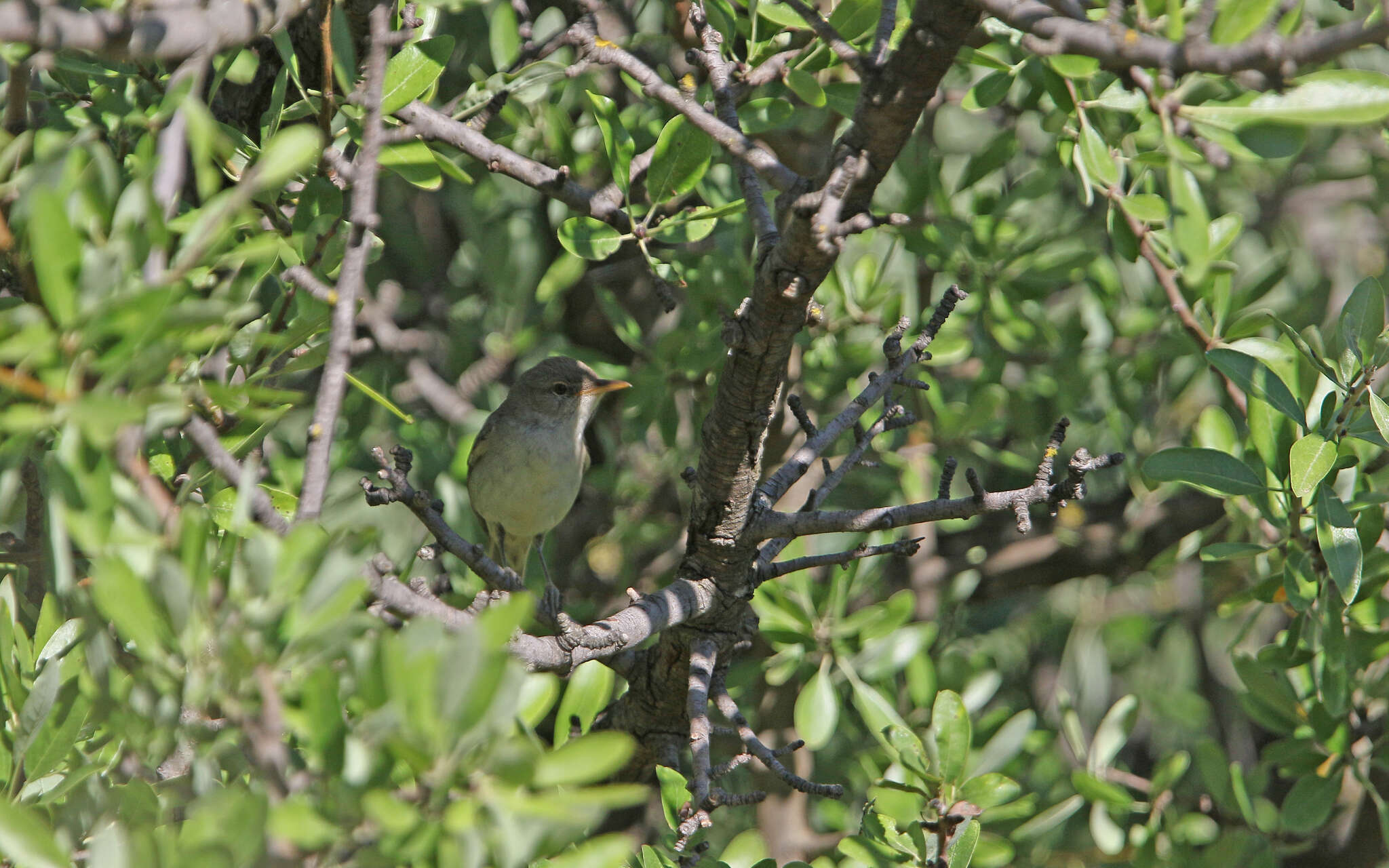 Image of Olive-tree Warbler