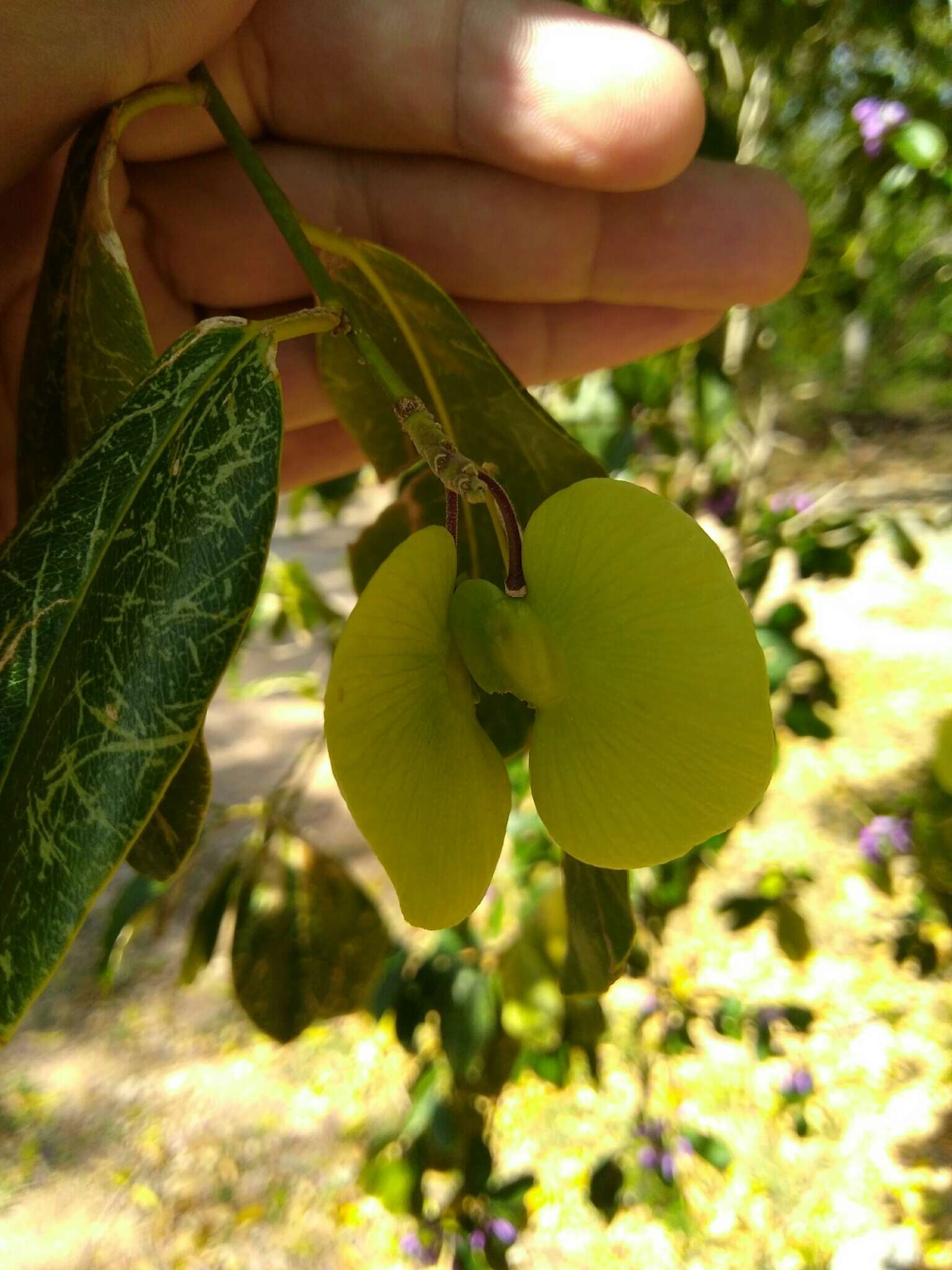 Image of violet tree