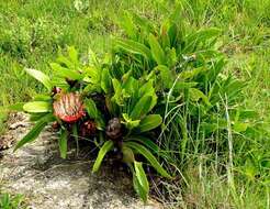 Image of Protea caffra subsp. caffra