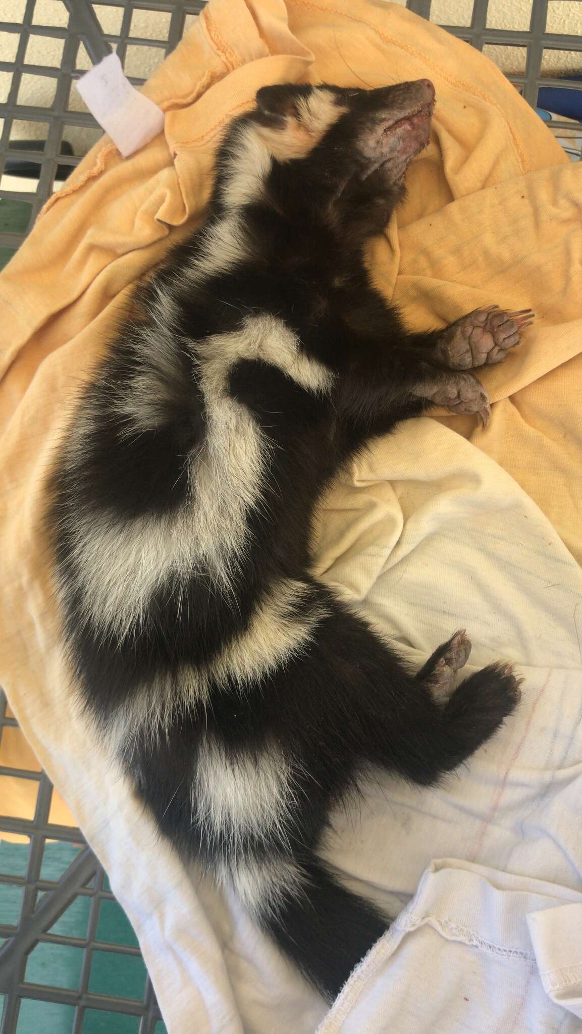 Image of Western Spotted Skunk