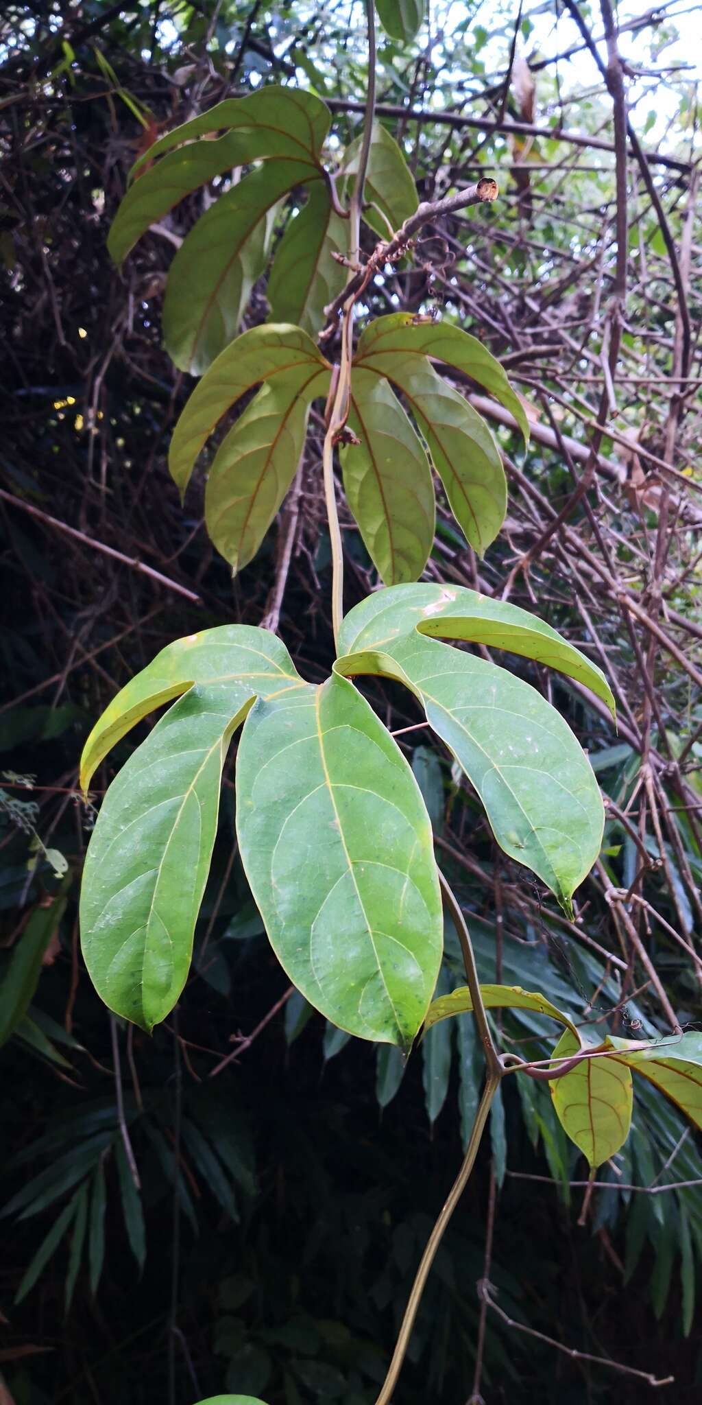 Image of Hodgsonia macrocarpa (Bl.) Cogn.