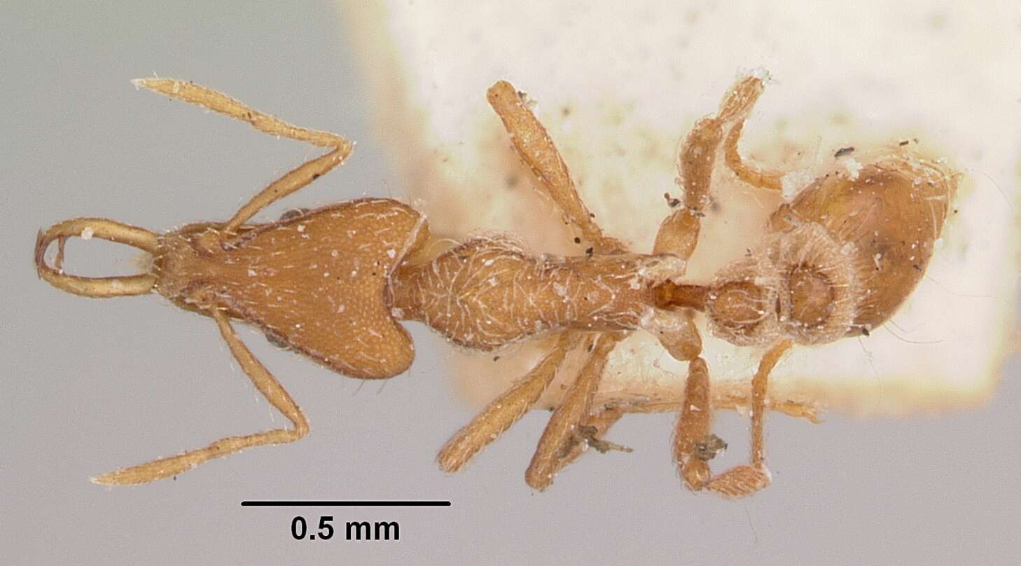 Image of Ant