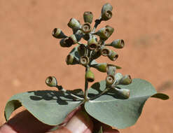 Image of Eucalyptus melanophloia subsp. melanophloia