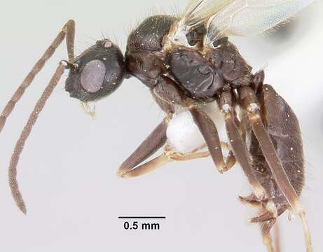 Image of False Honey Ant