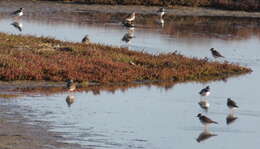 Image of Tundra Ringed Plover