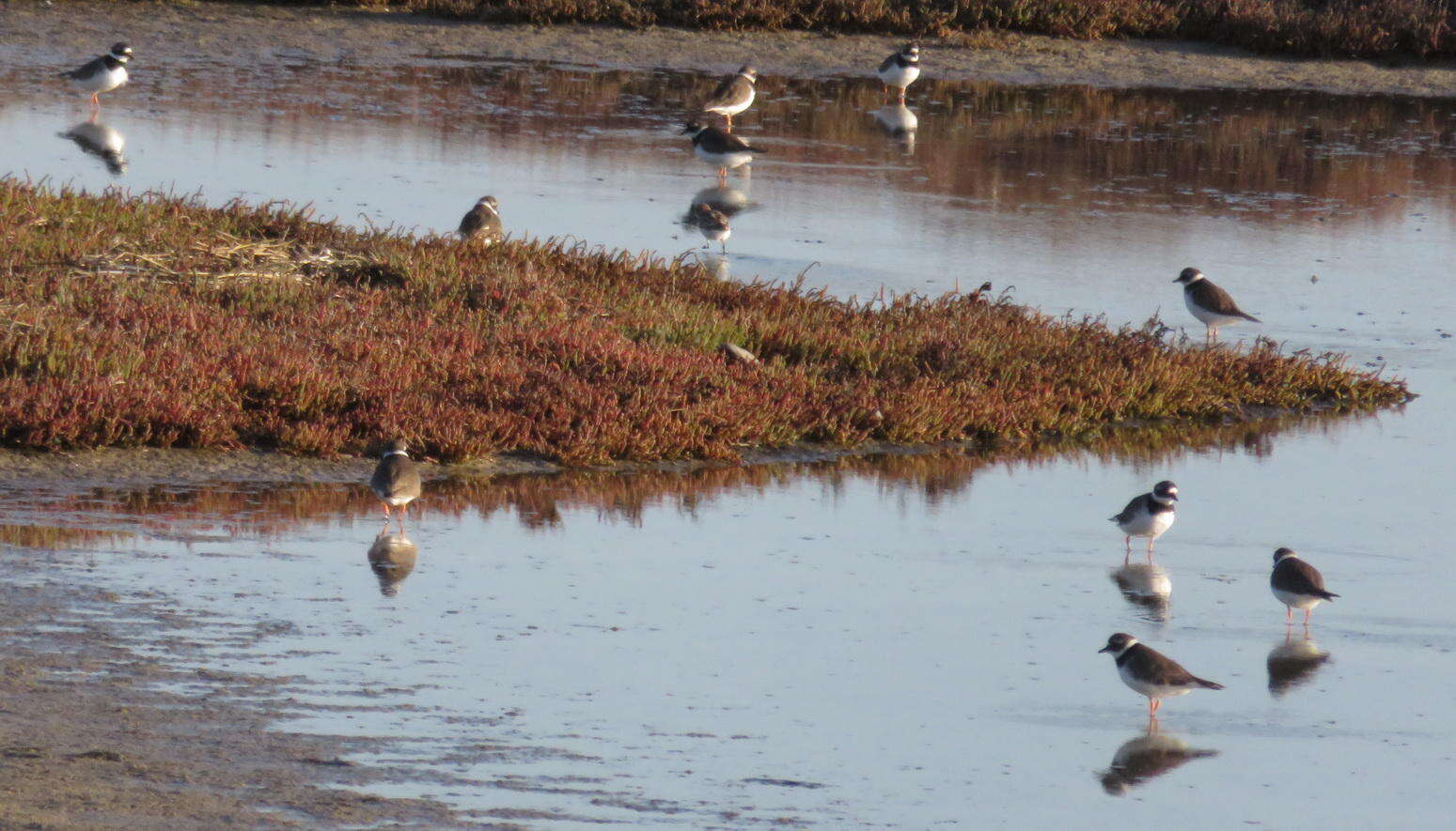 Image of Tundra Ringed Plover