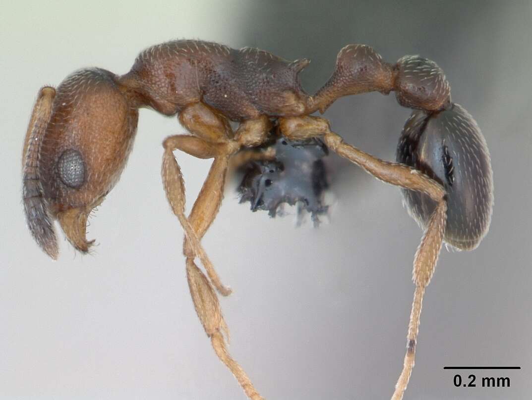 Image of Ant