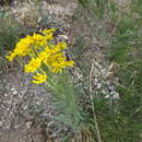 Image of Arizona rubberweed