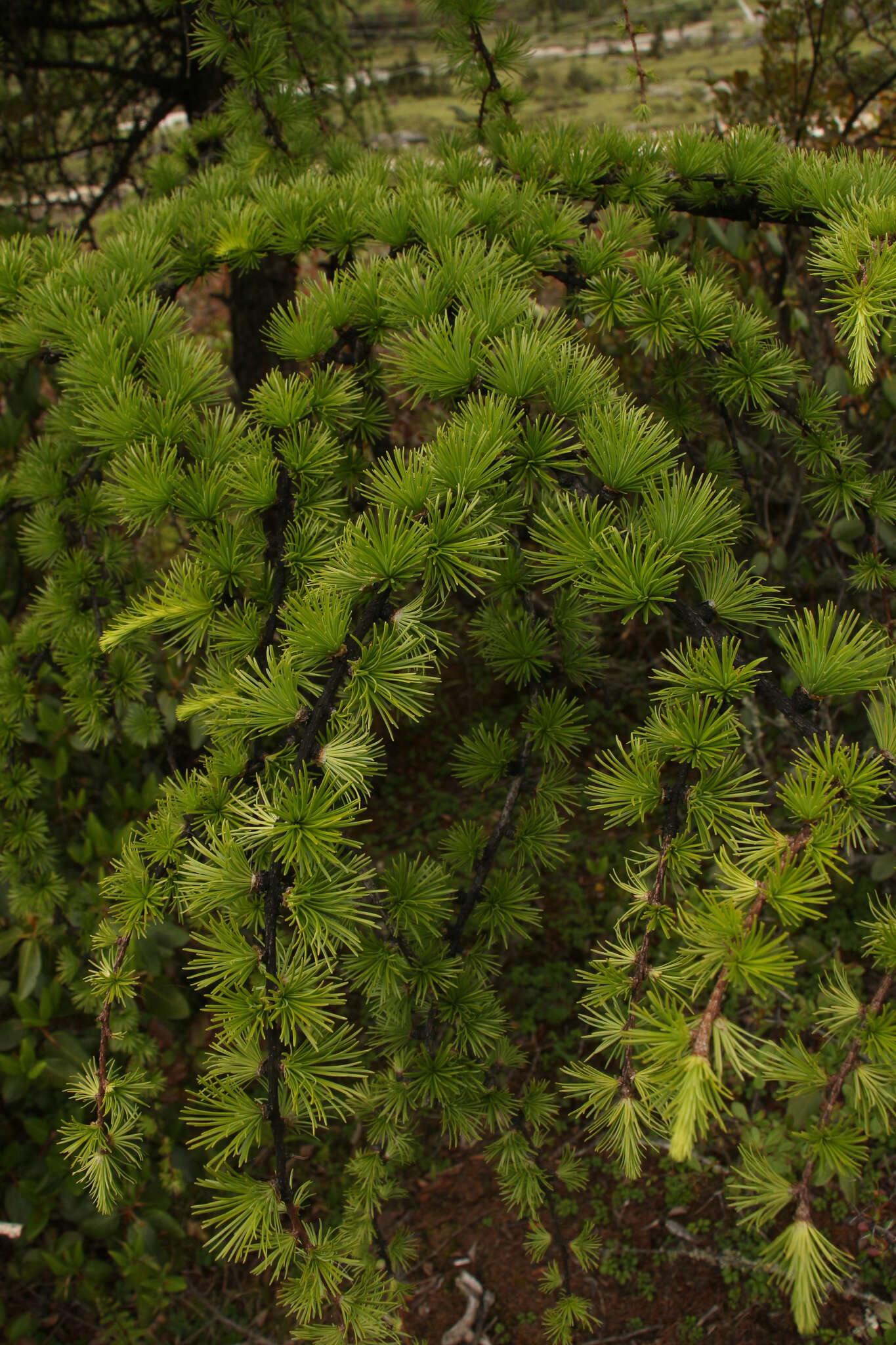 Image of Sikkim Larch