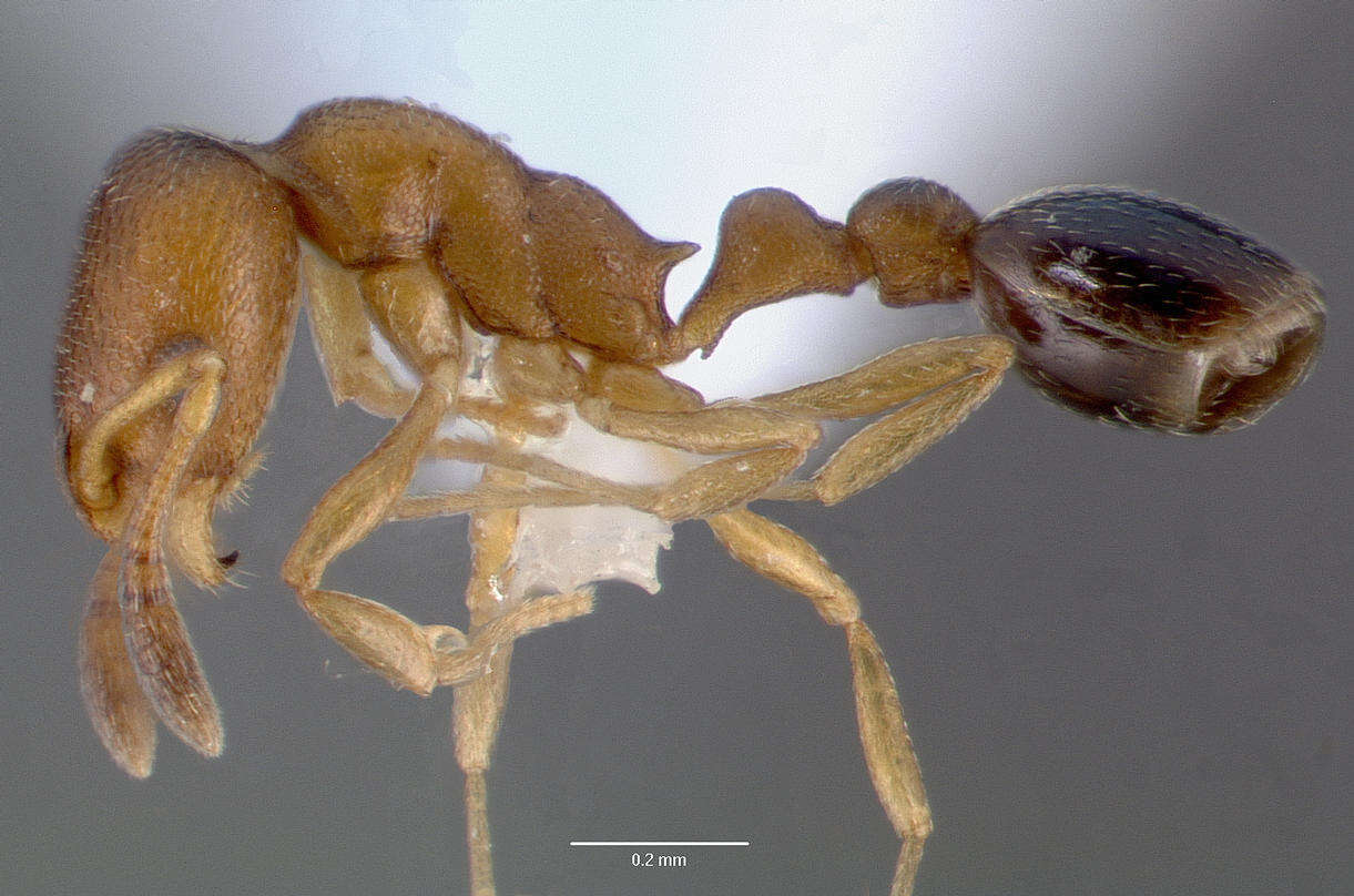 Image of Ant