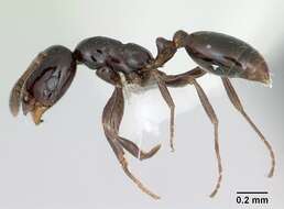 Image of Little Black Ant