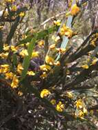 Sivun Bossiaea bracteosa Benth. kuva