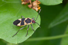 Image of Oncopeltus (Erythrischius) sandarachatus (Say & T. 1831)