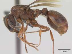 Image of Myrmica gallienii Bondroit 1920