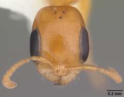 Image of Pseudomyrmex pallidus (Smith 1855)