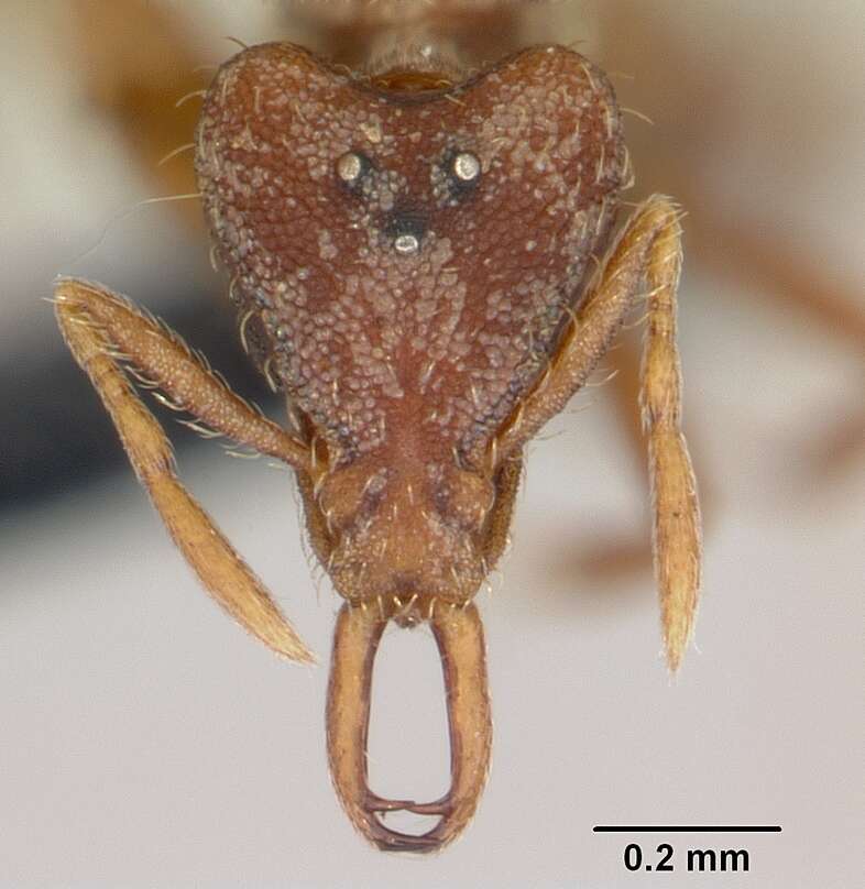 Image of Ant