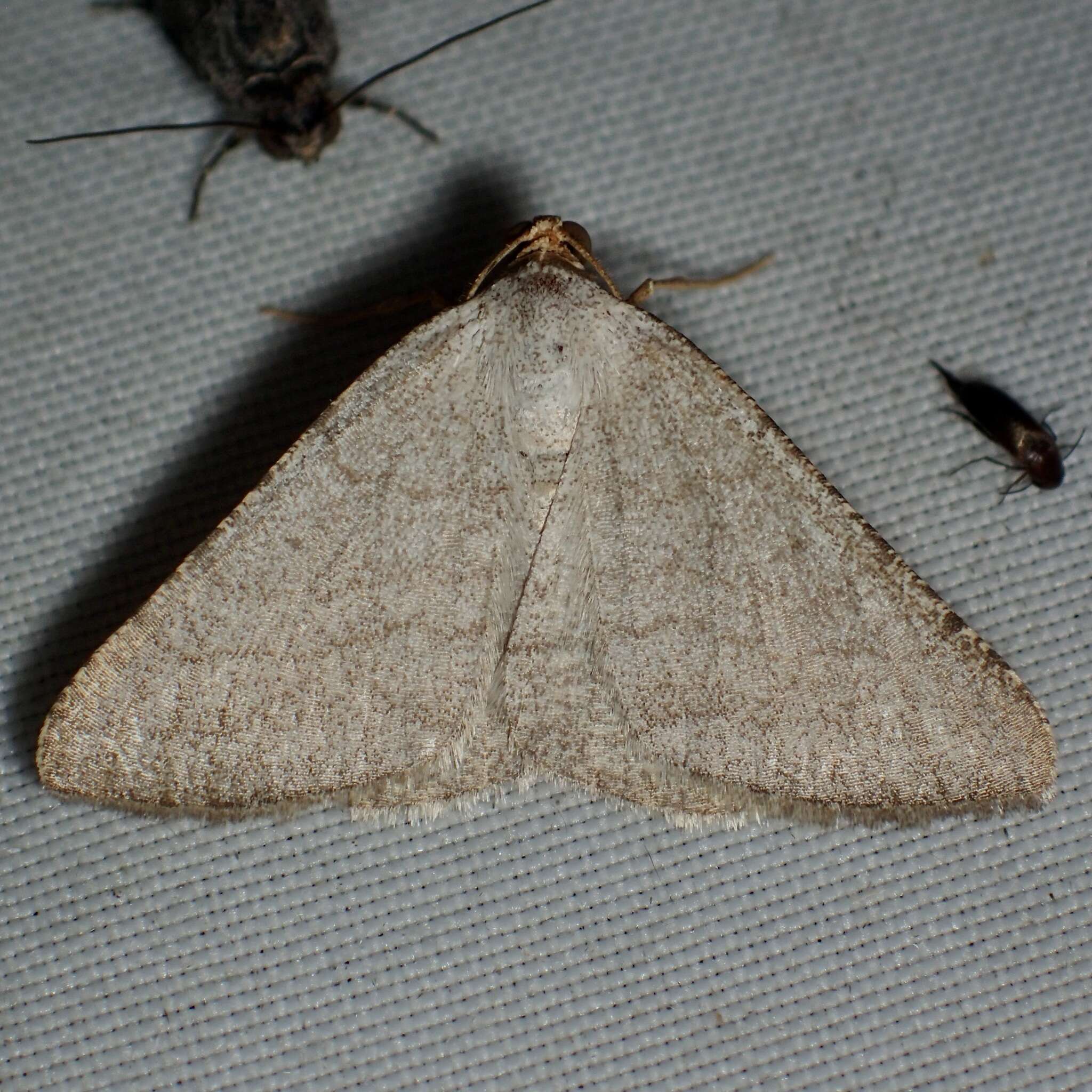 Sivun <i>Taeniogramma tenebrosata</i> kuva