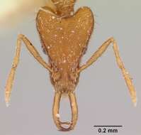 Image of Ant