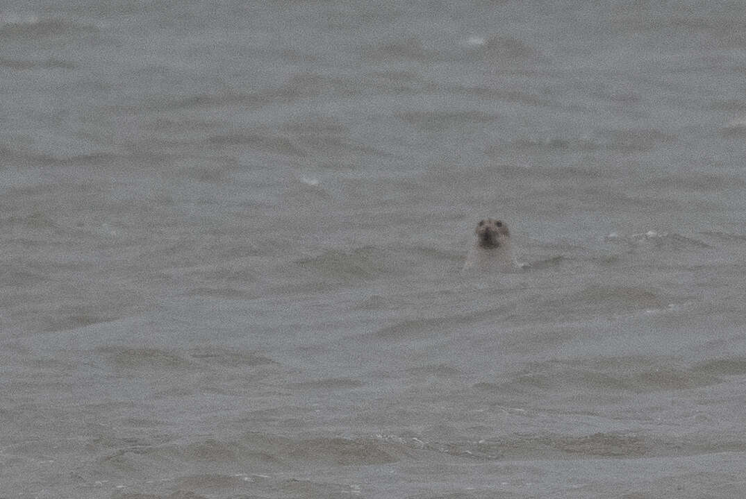 Image of bearded Seal