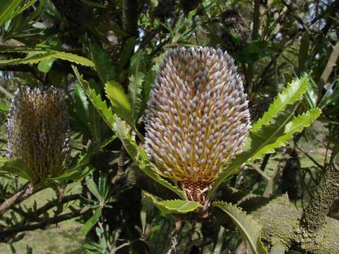 Image of Banksia aemula R. Br.