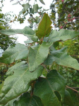 Imagem de Vallea stipularis Mutis ex L. fil.