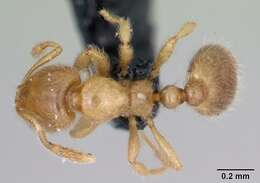 Image of European thief ant