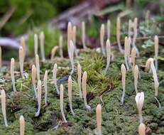 Imagem de Multiclavula corynoides (Peck) R. H. Petersen 1967