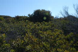 Image of Banksia aemula R. Br.