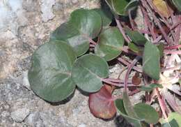 Image of Seven River Hills buckwheat