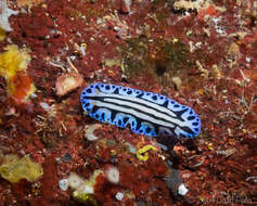 Phyllidiopsis sphingis Brunckhorst 1993 resmi