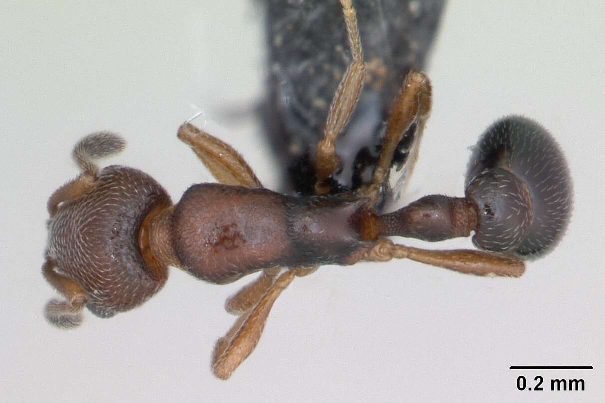 Image of Ant