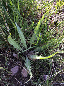 Image of tapertip hawksbeard