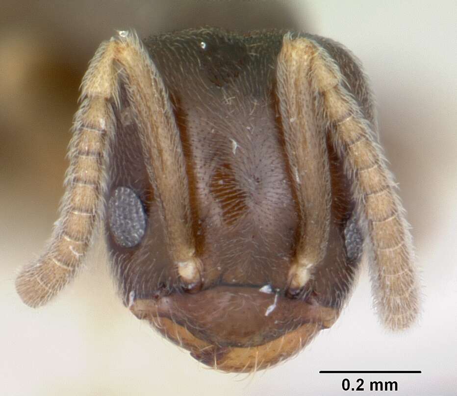 Imagem de Bothriomyrmex paradoxus