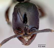 Onychomyrmex hedleyi Emery 1895的圖片