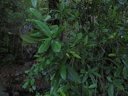 Image of Aextoxicaceae