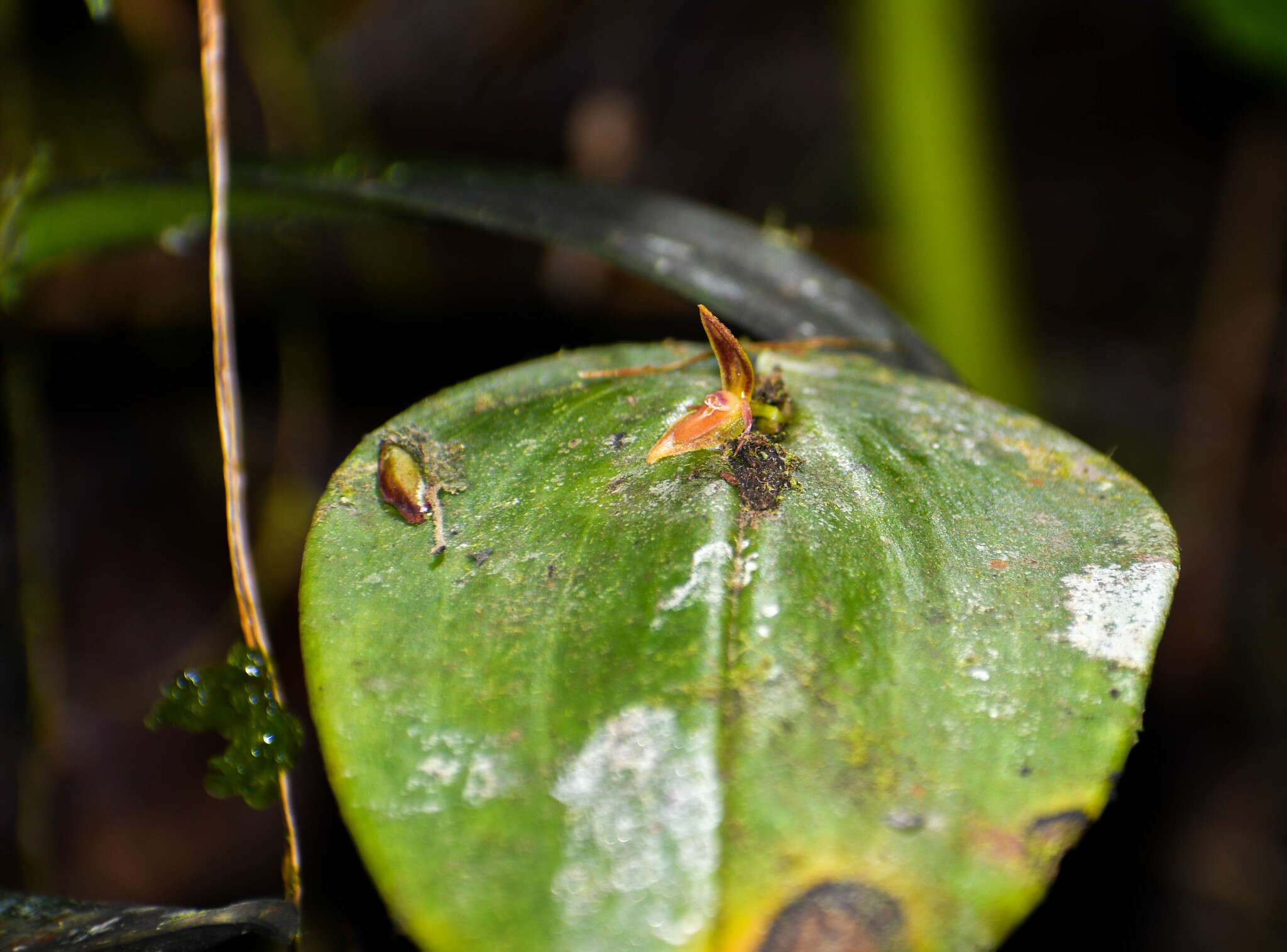 Image of Pleurothallis matudana C. Schweinf.