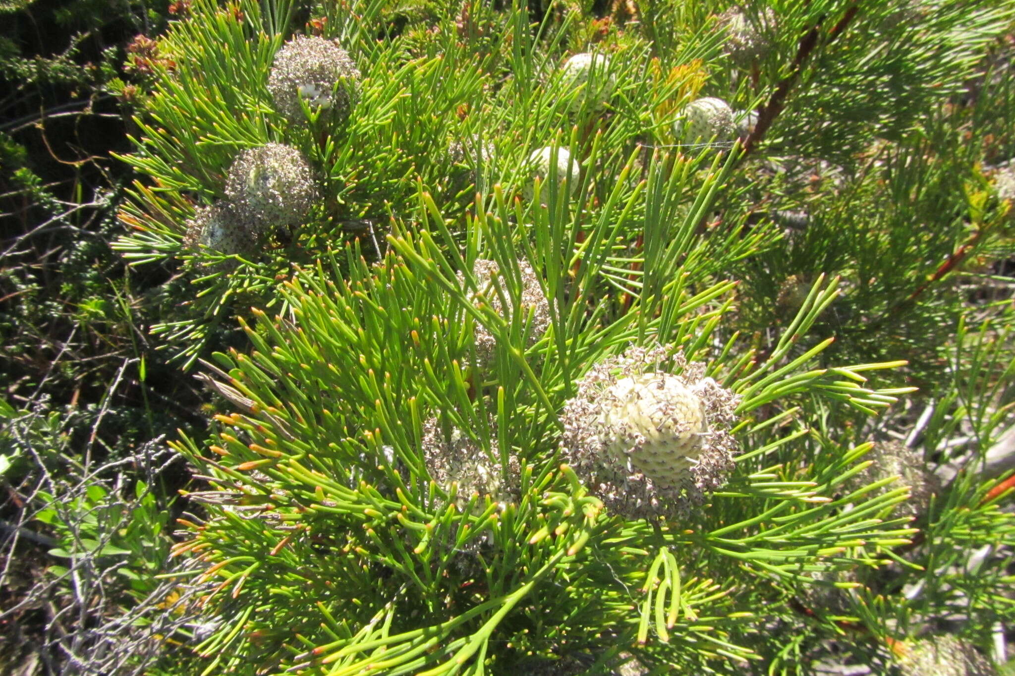 Image of Isopogon anethifolius (Salisb.) Knight