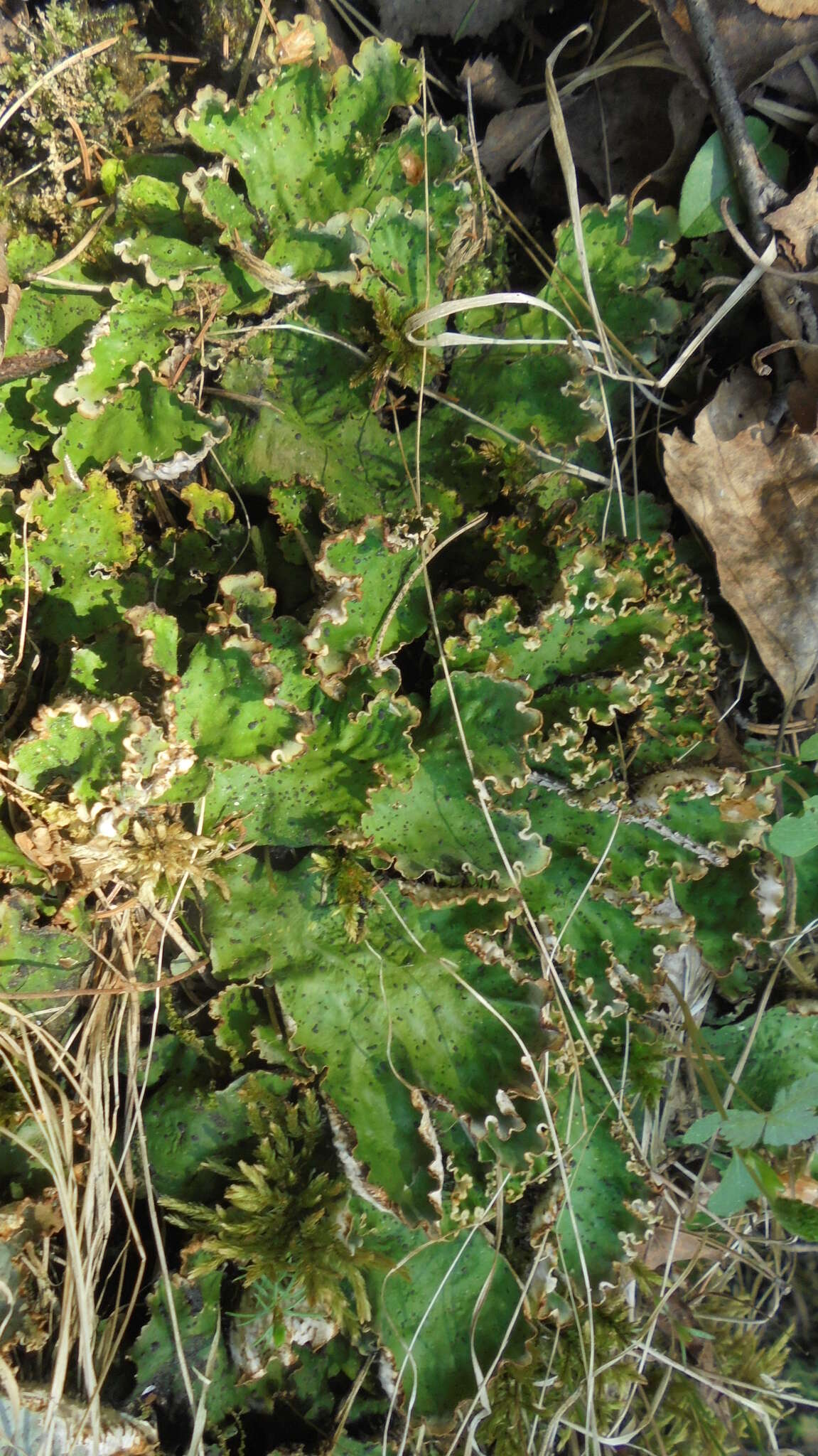 Image of felt lichen