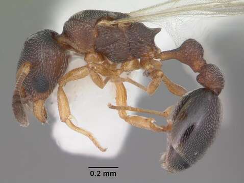 Image of Ant