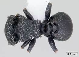 Cephalotes fiebrigi (Forel 1906) resmi