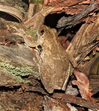 Litoria rothii (De Vis 1884)的圖片