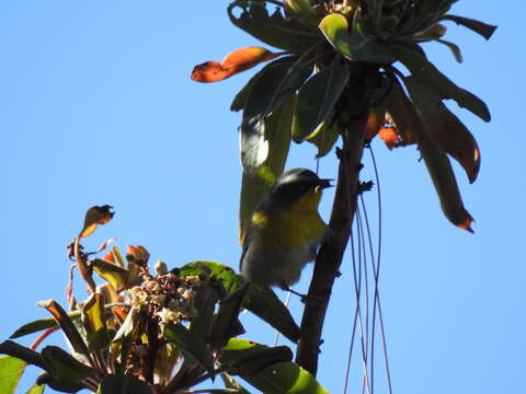 Image of Crescent-chested Warbler