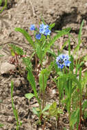 صورة Mertensia brevistyla S. Wats.