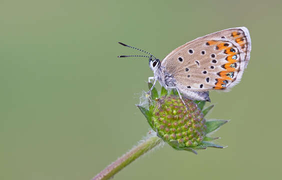 Imagem de Plebejus argyrognomon (Bergsträsser (1779))