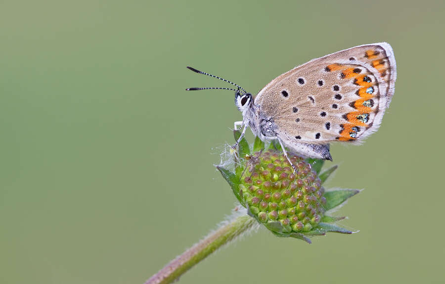 Imagem de Plebejus argyrognomon (Bergsträsser (1779))