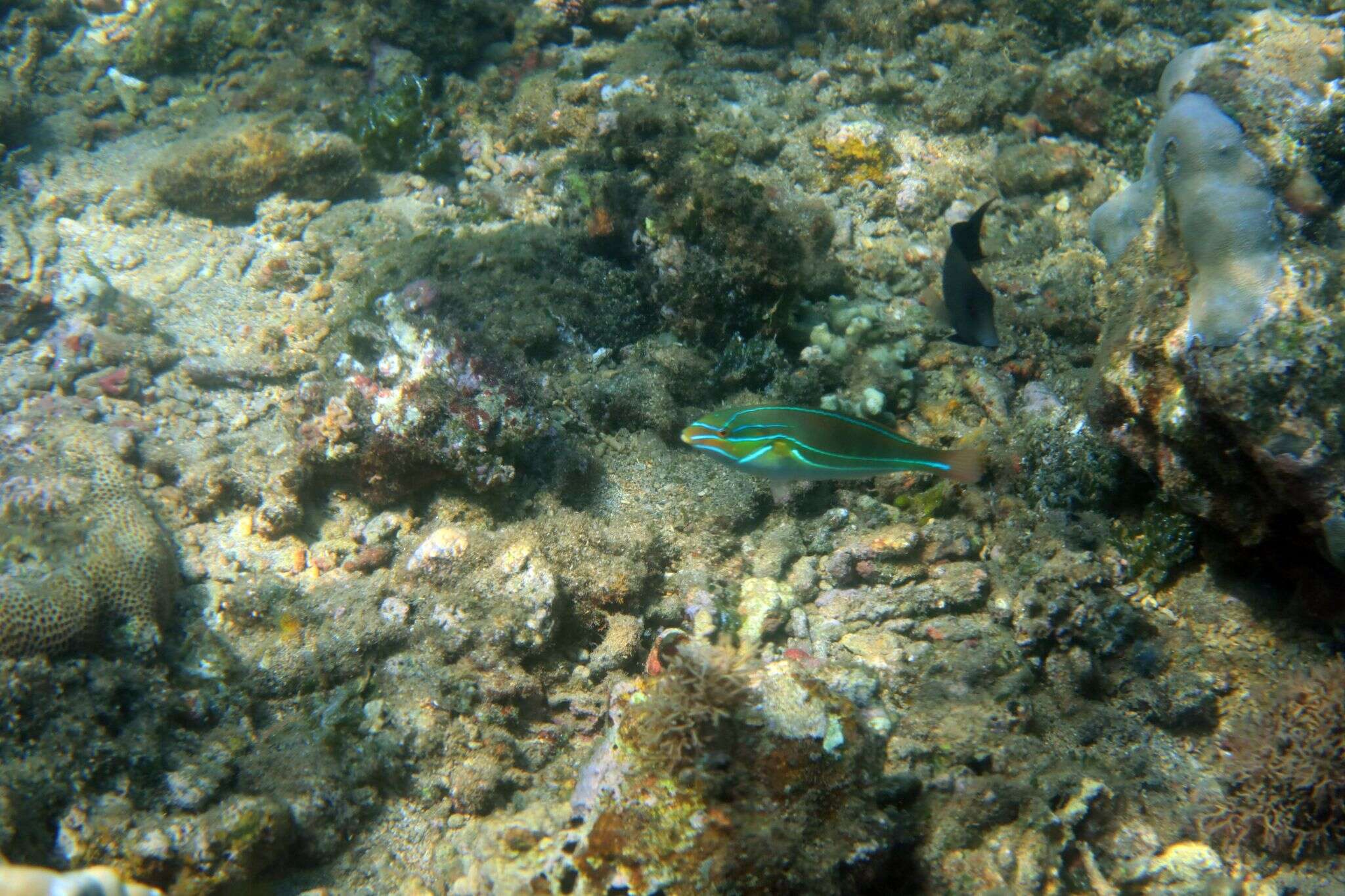 Image of Blue-lined wrasse