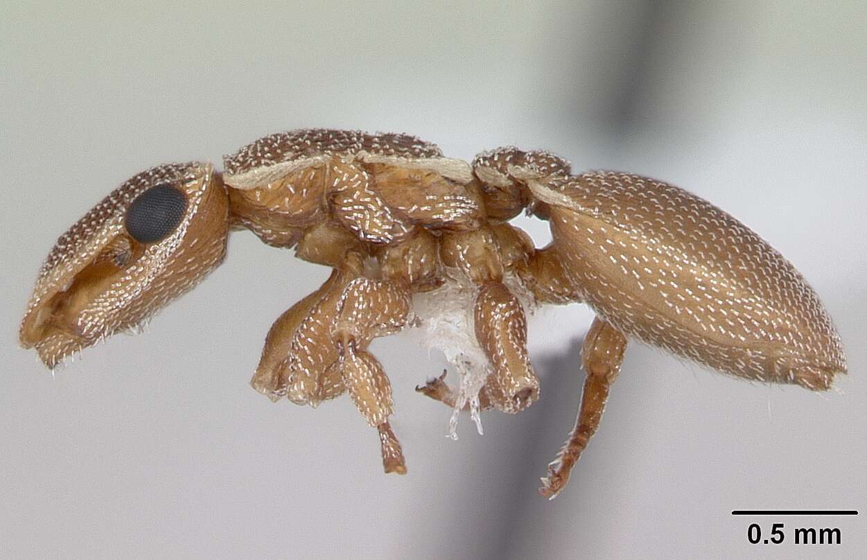 Cephalotes persimilis De Andrade 1999 resmi