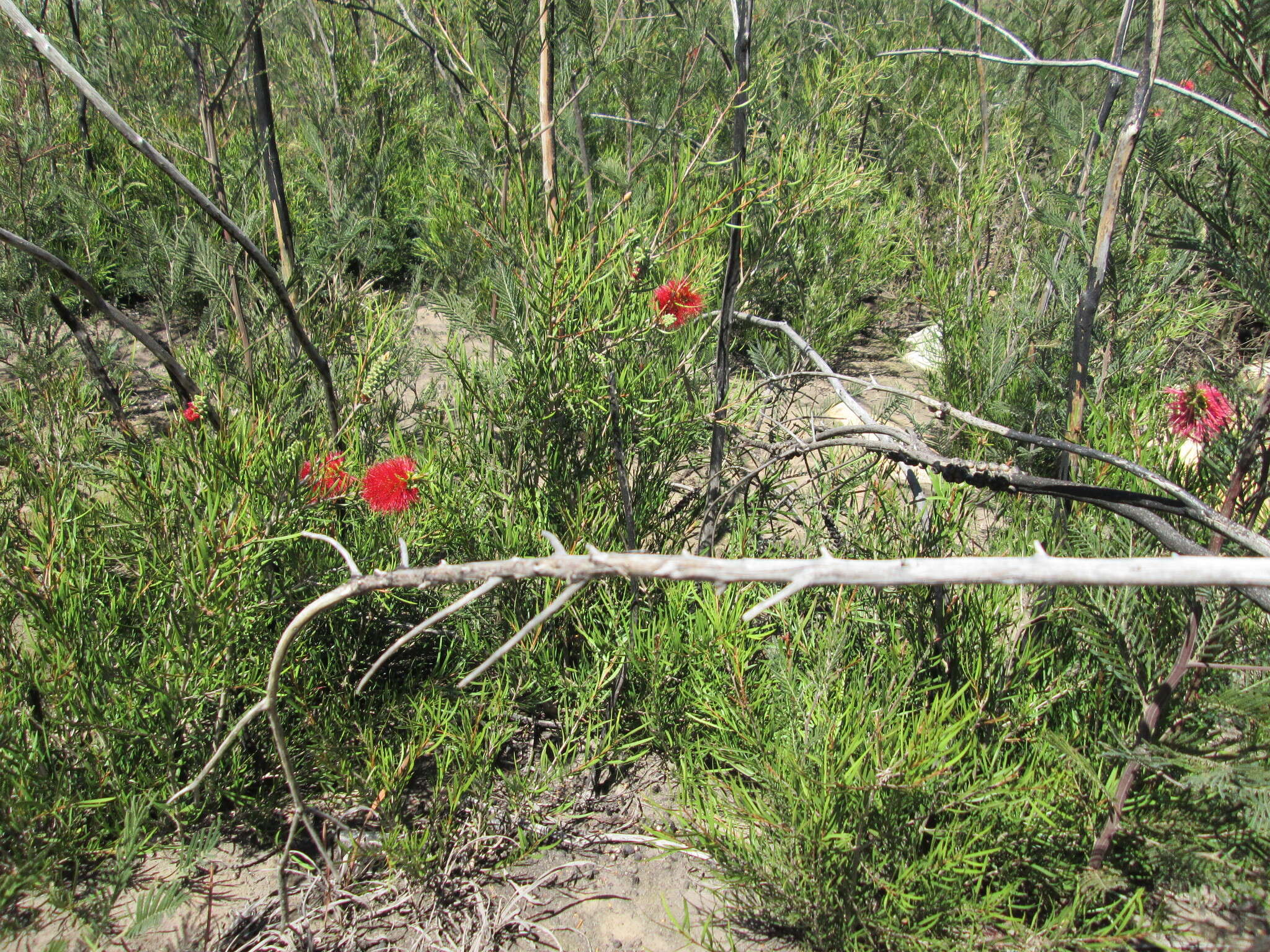 Sivun Callistemon linearis (Schrad. & Wendl.) Colv. ex Sweet kuva