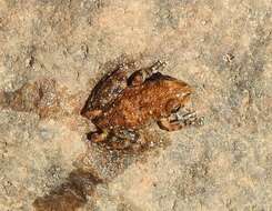 Litoria meiriana (Tyler 1969)的圖片